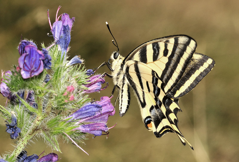 Papilio alexanor - papilionidae